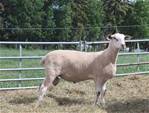 Sheep Trax Milo 424M